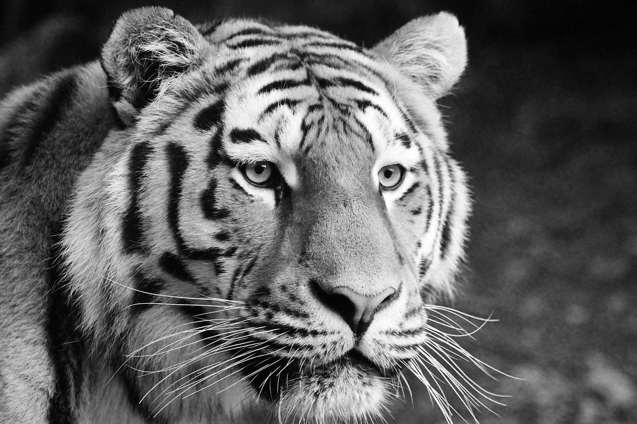 tiger, animals, big cat